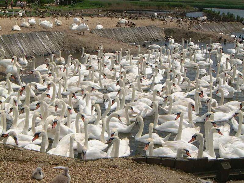 Abbotsbury Tea Rooms Zewnętrze zdjęcie